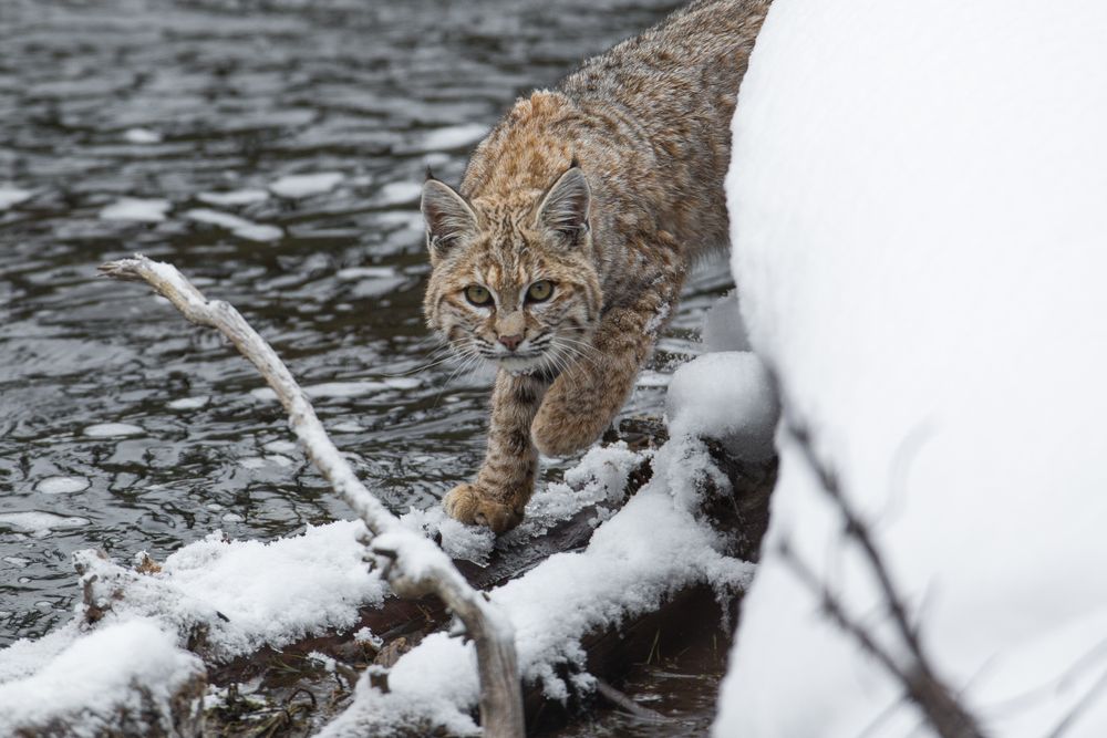 Bob cat emerging from water