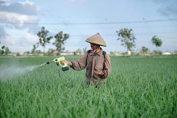 Front view of Asian farmer spraying rice green field