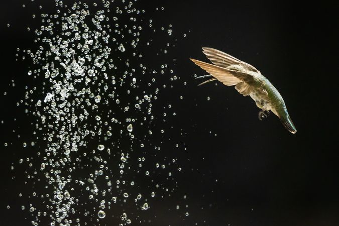 Hummingbird in Flight