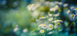 Daisies in a field with selective focus, wide