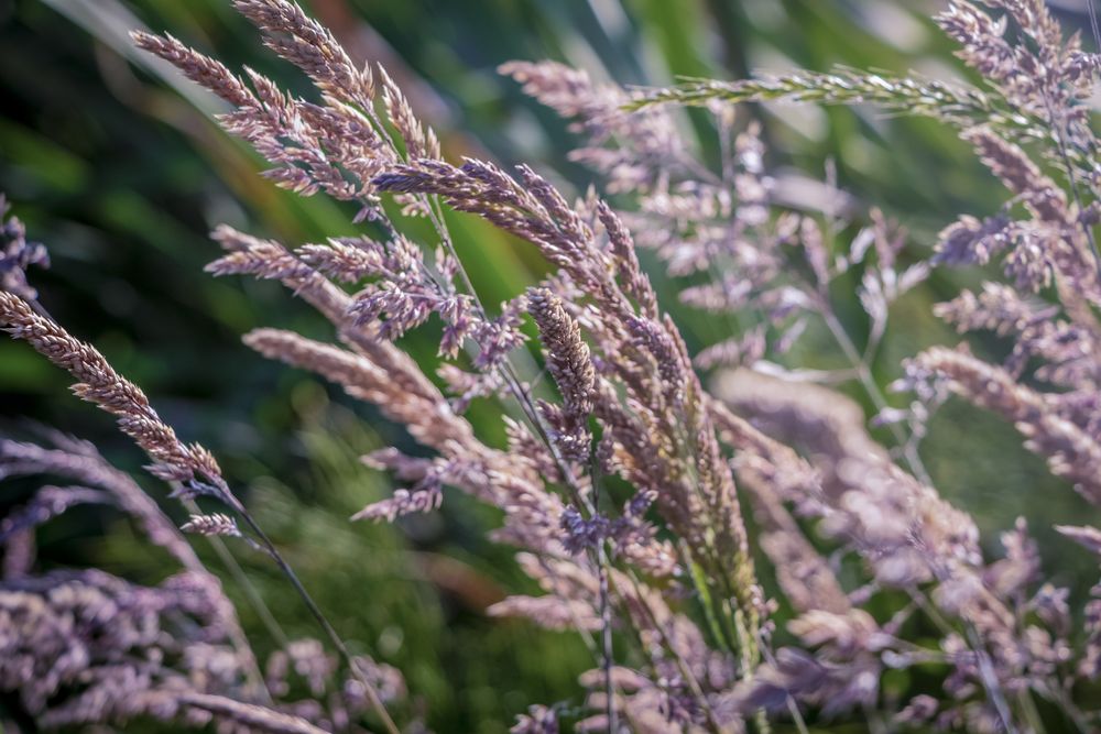 Wildgrass in field on sunny day