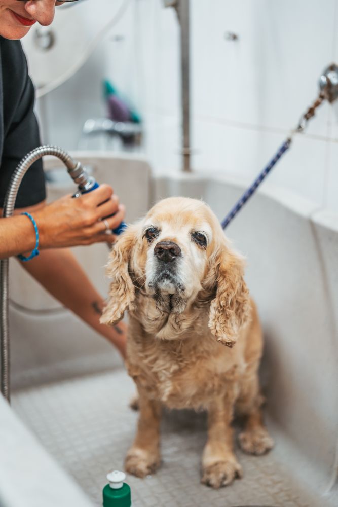 Female groomer washing dog in salon