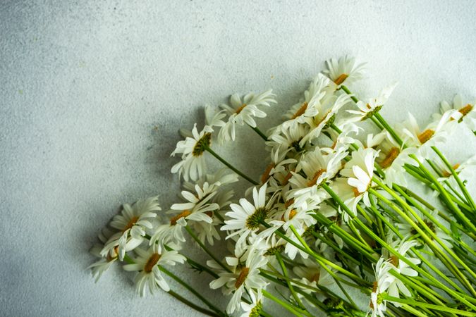 Daisy flowers scattered on counter