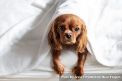 Cavalier spaniel looking up from under blanket on bed 48lmR4