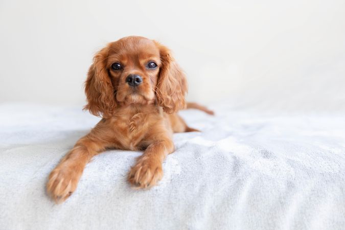 Cavalier spaniel sitting up on bed