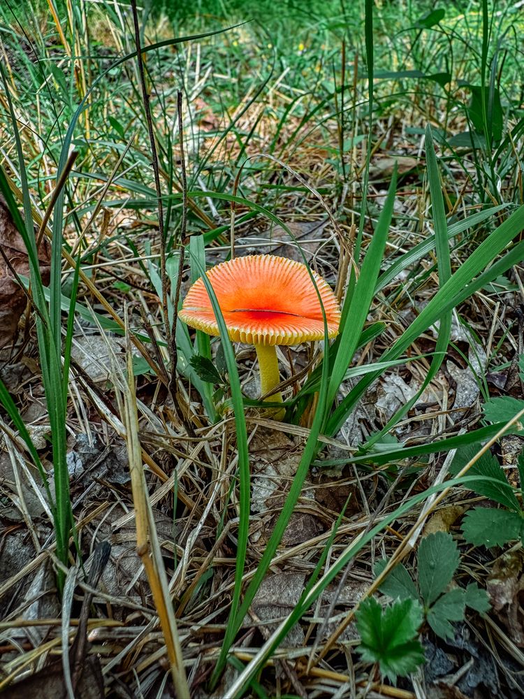 Crimson Waxy Cap mushroom