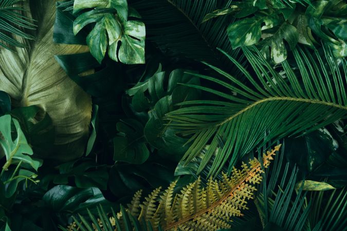 Creative layout made of tropical leaves
