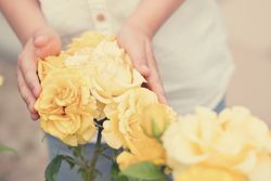 Yellow Chinese rose in a woman's hands. Background flowers