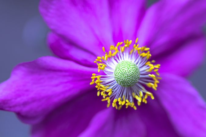 Close ups of green center of bright purple flower
