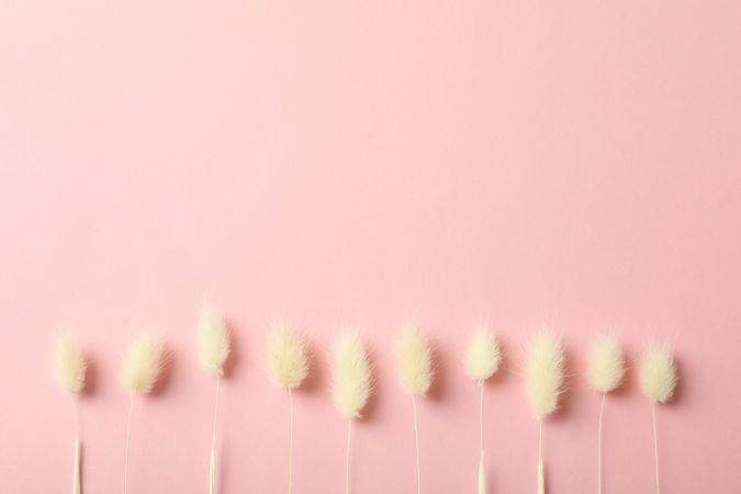 Line of dried bunny tail on pink background with copy space