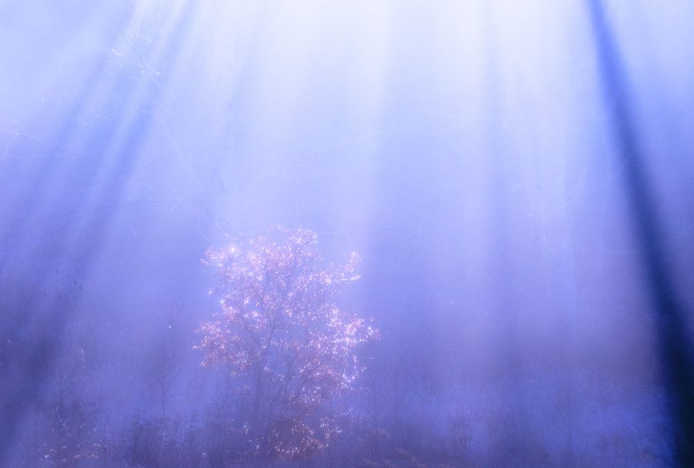 Blurred trees in forest