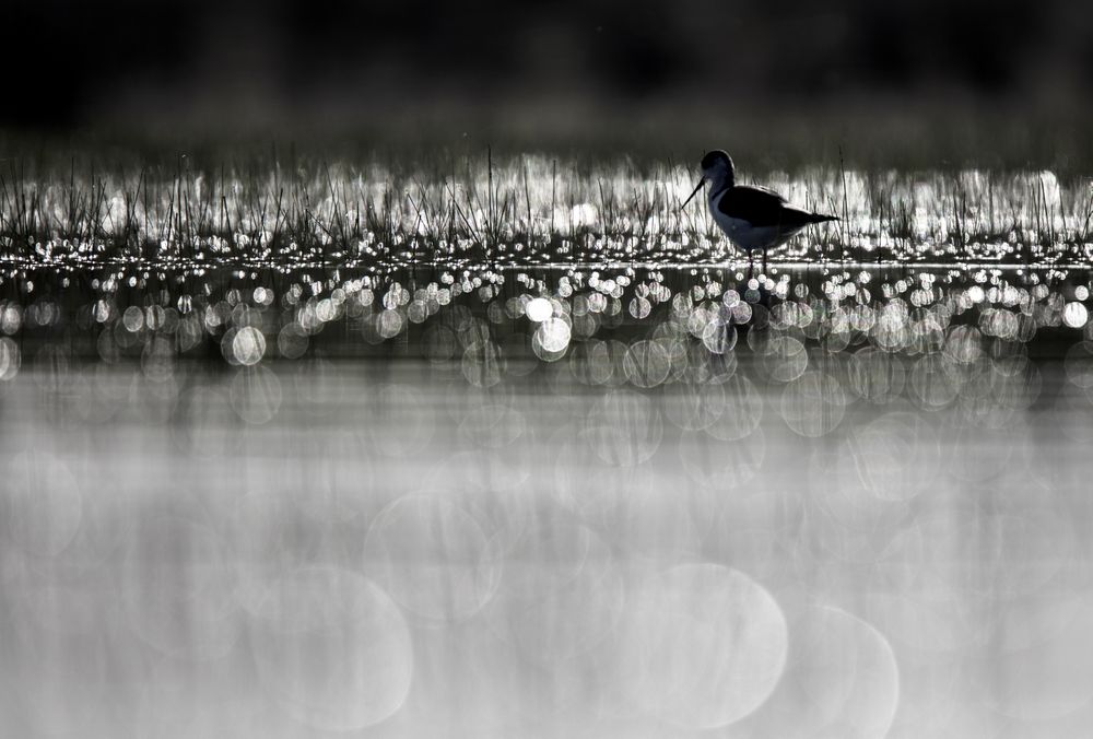 Wild bird walking on water