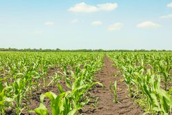 Green corn field against sky, space for text. Agriculture