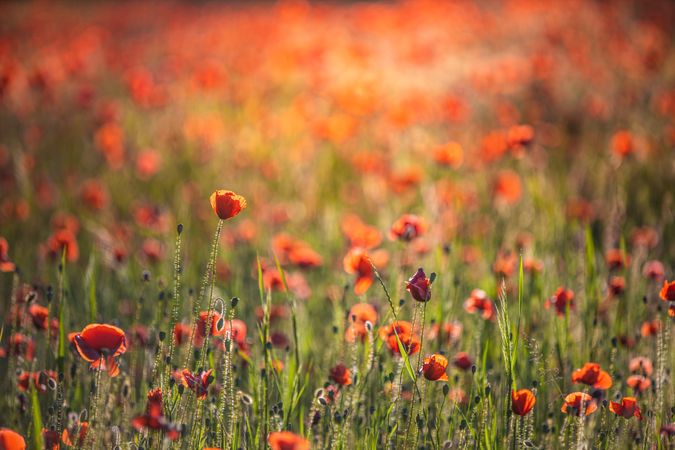 Poppy field at dusk