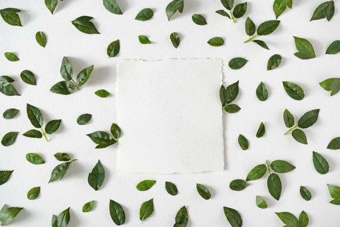 Green leaves on light  background with paper card