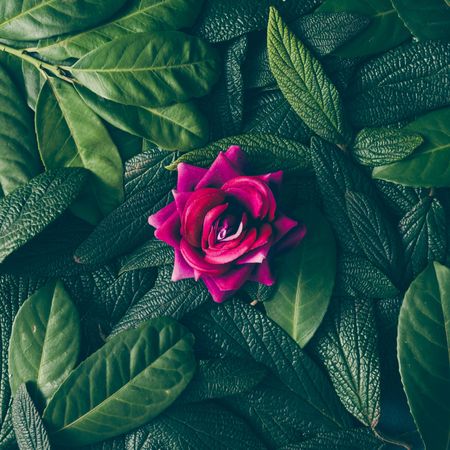 Creative layout made of green leaves and purple flower