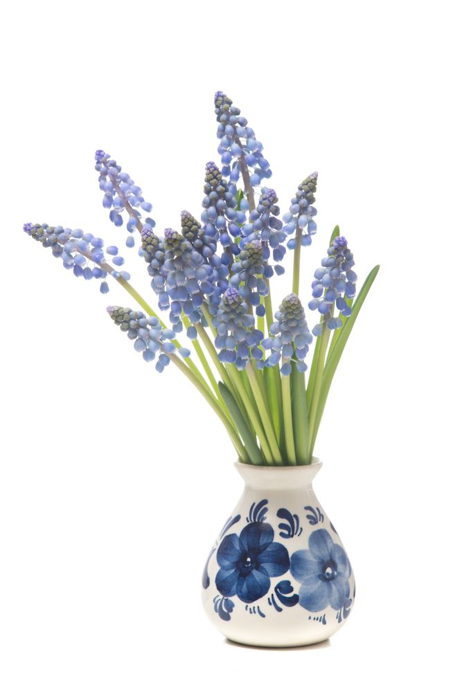 Bunch of a grape hyacinths in a delfts blue vase isolated on a studio background