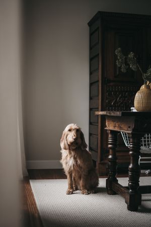 Old lonely dog sitting on carpet at home
