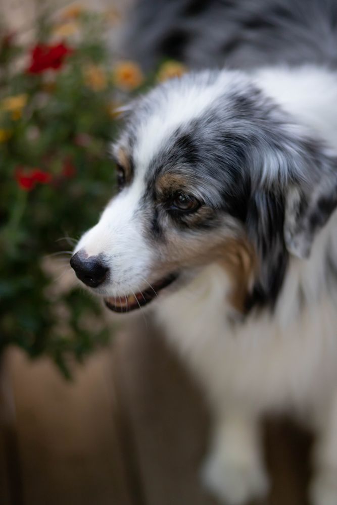 Long coated dog in close-up