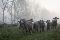 Flock of sheep and ewes in a field in the fog 5Qw6nb