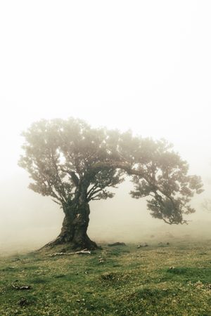 A single madeira tree on a misty day