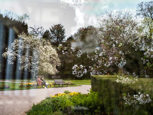 Blooming Orangerie park in Strasbourg. Magnolias, tulips, roses. Double exposure. Postcard.