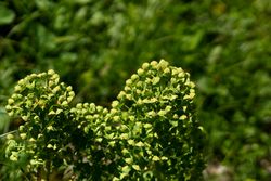 Green flowering plant with numerous tiny blooms