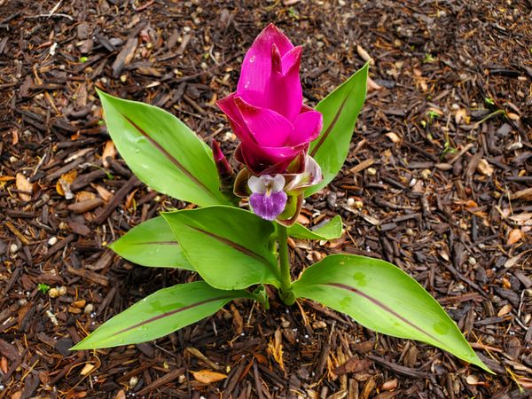 Pink curcuma flower