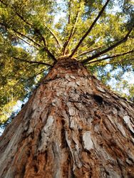 Upward shot of a redwood tree in the forest