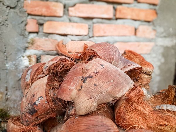 Close Up of Dry Coconut Husk Pile for Fuel and Craft Use