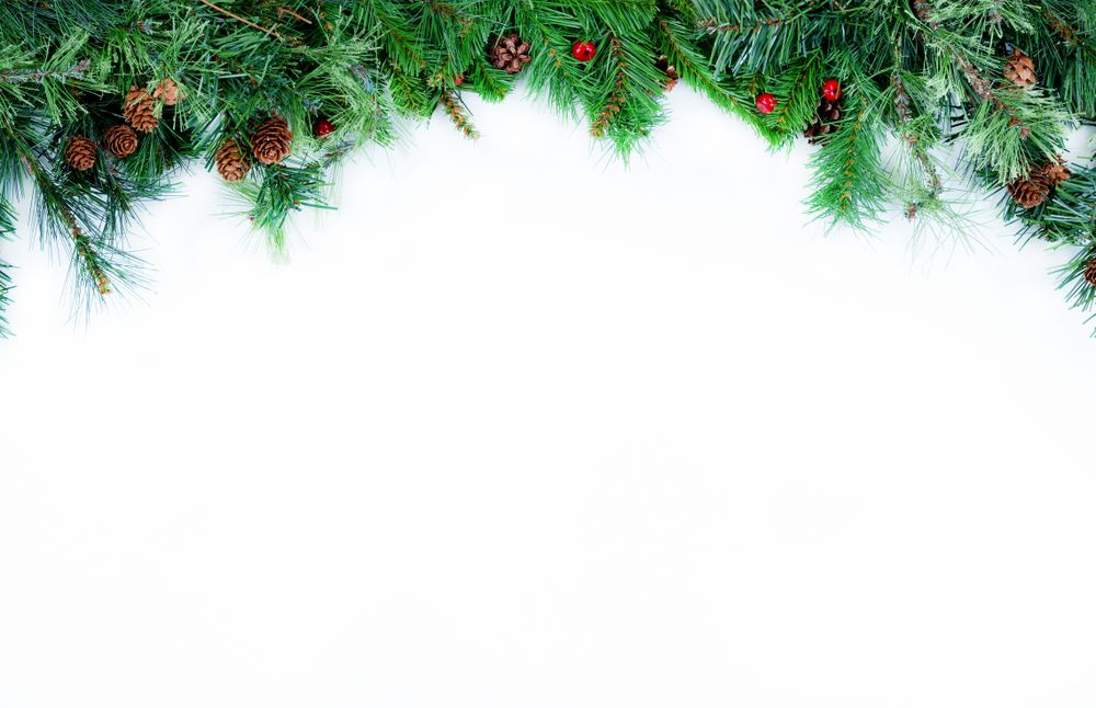 Top Border of Christmas tree evergreen branches on a plain background