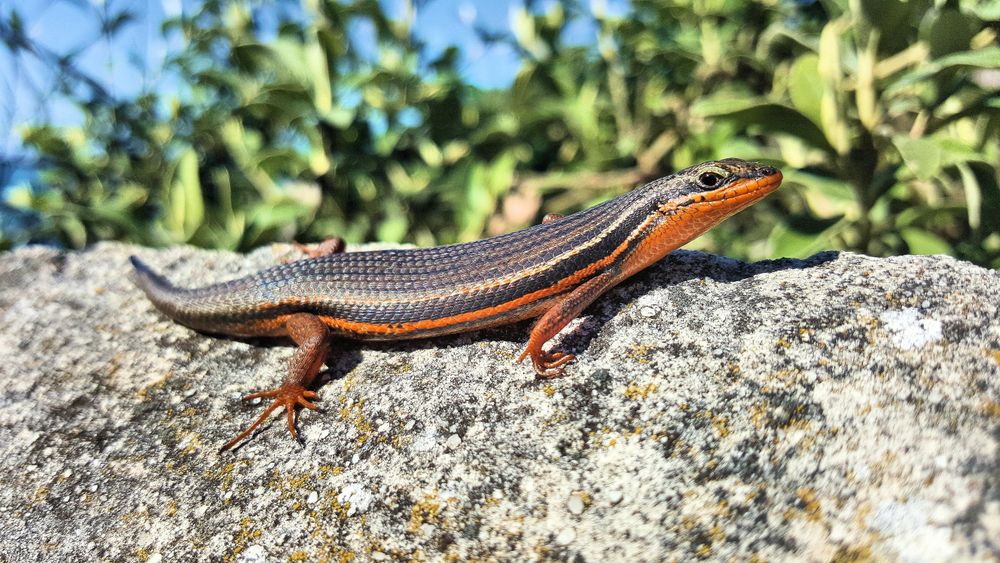 Brown lizard on gray rock