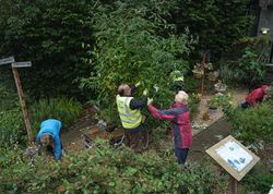 Group of people trimming a large bush in garden