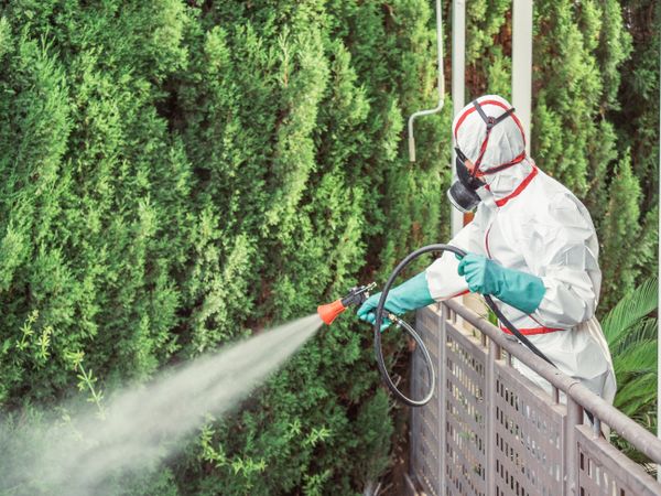 Fumigator in uniform spraying substance on garden