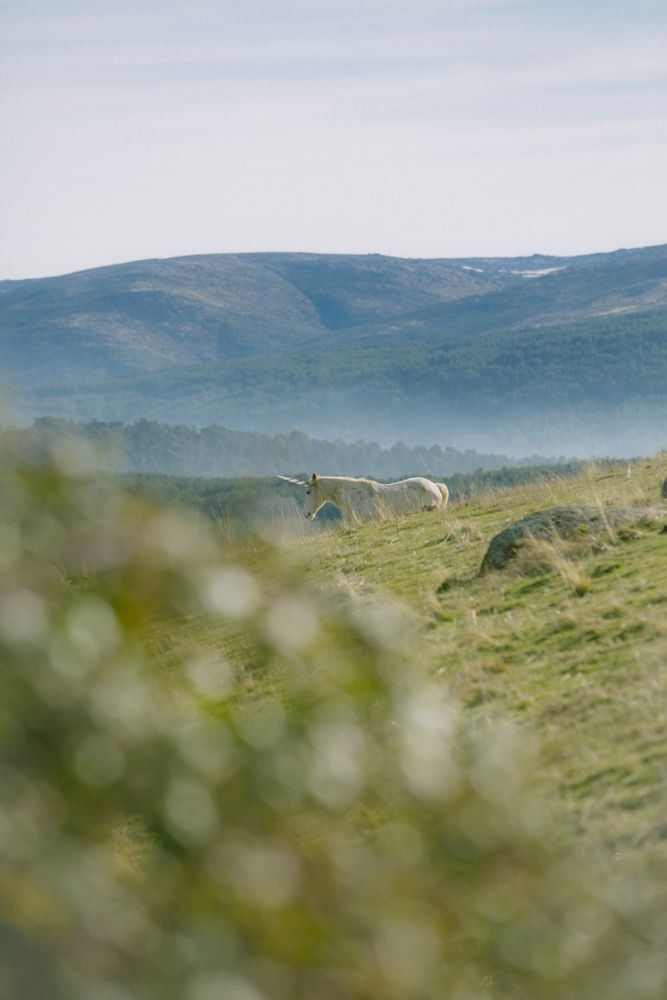 Unicorn walking in meadow