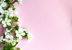 Spring floral frame with cherry blossoms on baby pink background
