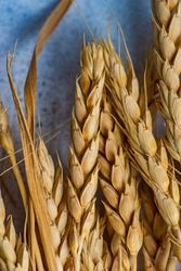 Close up of wheat ears