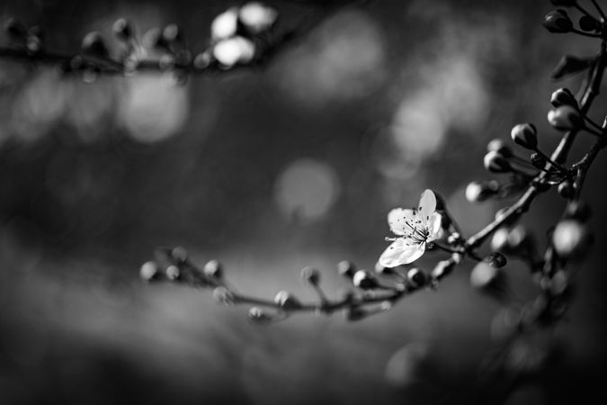 Monochrome shot of a cherry blossom branch