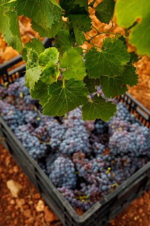 Tasty grapes harvest in box
