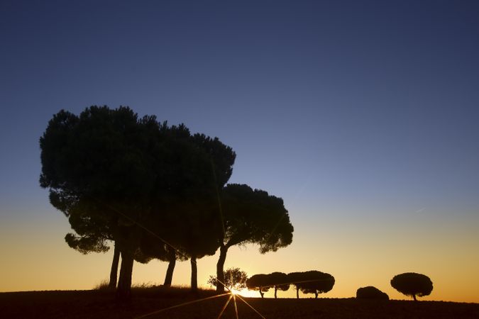 Silhouette of trees in sunset valley