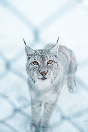 Lynx on snow field behind a grid