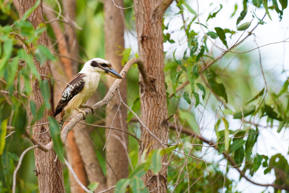 Laughing kookaburra perching on brown tree branch