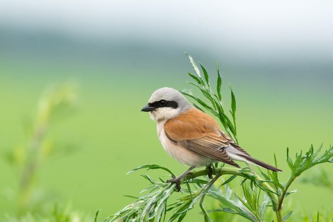 Great grey shrike bird on green plant