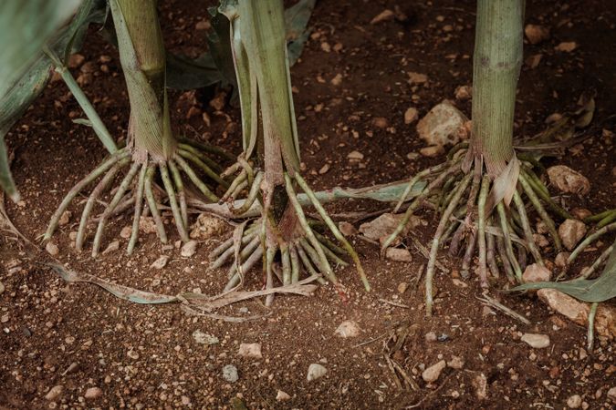 Roots of corn growing in soil in field