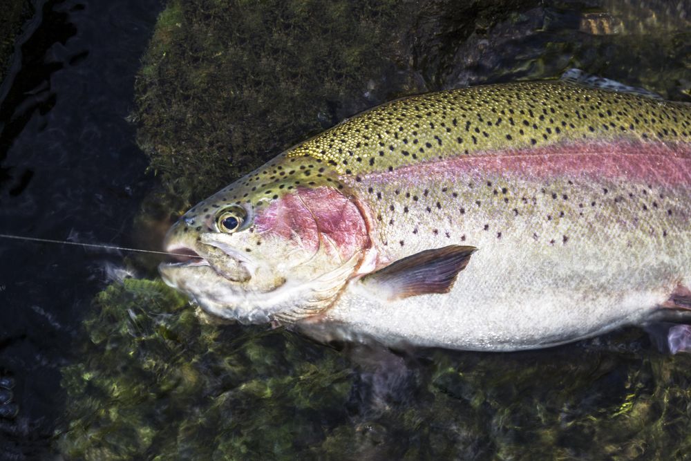 Colorful landed fish