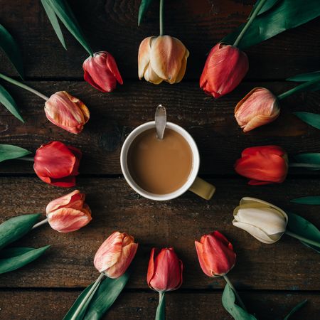 Circle of tulips on wooden background with coffee