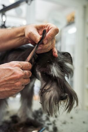 Schnauzer breed dog during grooming on table