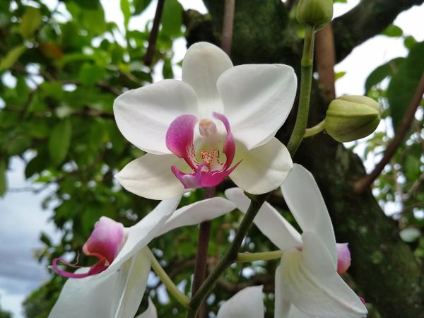 Phalaenopsis Amabilis Orchid Flower Blooming in the garden