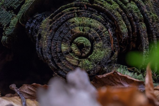 Rings and moss on tree trunk