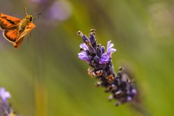 Orange butterfly approaching a purple plant